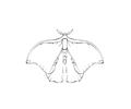 Butterflies047