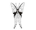 Butterflies053