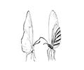 Butterflies055