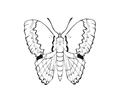 Butterflies056