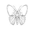 Butterflies068