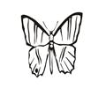 Butterflies073