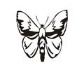 Butterflies077