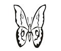 Butterflies082