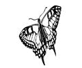 Butterflies085