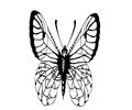 Butterflies095