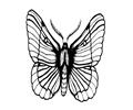 Butterflies104