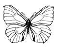 Butterfly92