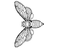 Butterfly Coloring Page 018