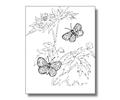 Butterfly Coloring Pages08