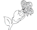  Butterfly Coloring Picture 3