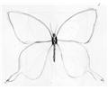 Butterfly Drawing 05