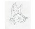 Butterfly Sketch03