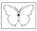 Tterfly Coloring Pages 14 Med