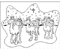 Camels14