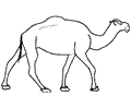 Camel01