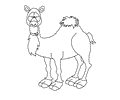 camel