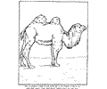 Camel2 