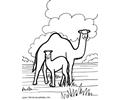 Two Camel
