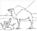 Camel In Desert Coloring Page