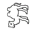 camel