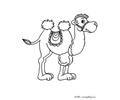 Camel Cartoon
