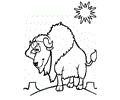Canada Bison