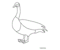 Canadagoose