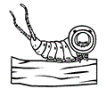Puss Moth Caterpillar