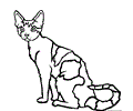 Devon Rex