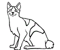 Japanese Bobtail
