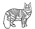 Maine Coon