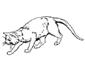 Cat 01 (14)