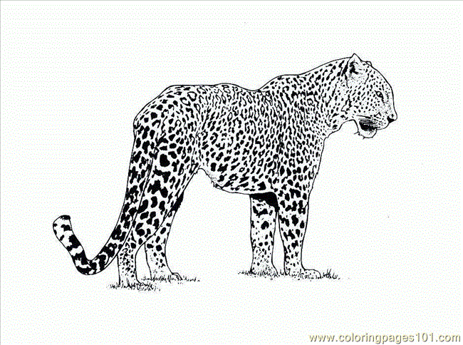 Cheetah Picture (1) coloring page - Free Printable Coloring Pages