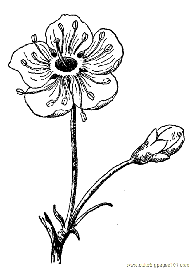 coloring pages of flowers in a vase. home coloring pages fun