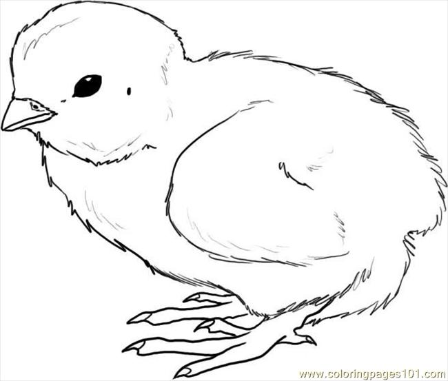 How To Draw A Chick Step 4 coloring page - Free Printable Coloring Pages