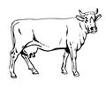 Cow20 