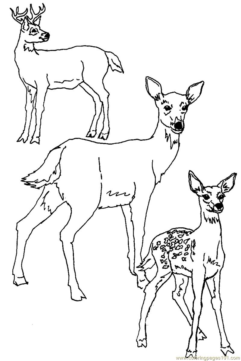 deer head coloring pages - photo #20