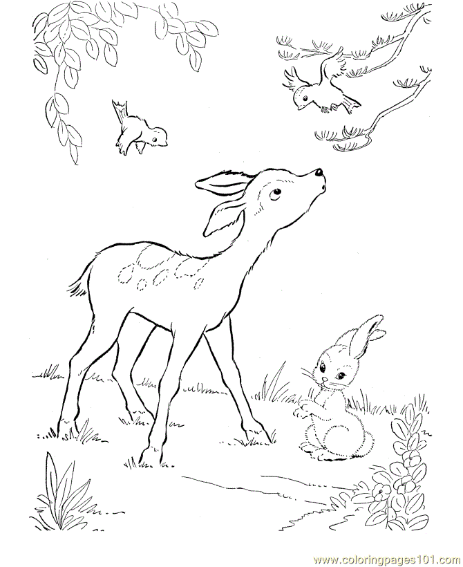 Coloring Pages Cute Deer (Animals > Deer) - free printable coloring