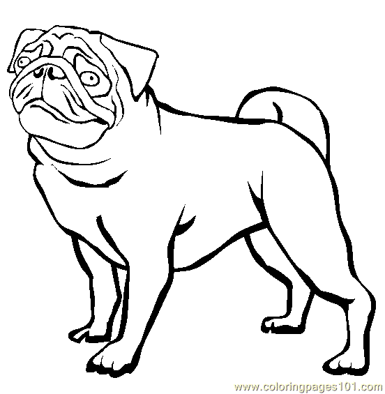 Coloring Pages Pug (Animals > Dogs) - free printable coloring page online