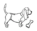 Basset Hound