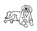 Bernese Mountain Dog