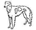 Borzois