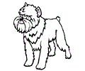 Brussels Griffon