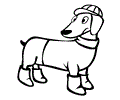 Dachshund