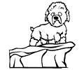 Dandie Dinmont Terrier