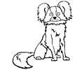 Papillon