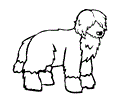 Portuguese Water Dog