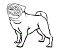 Pug