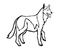 Siberian Husky